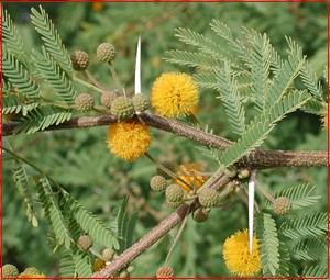 Akacia farnesiana augalas